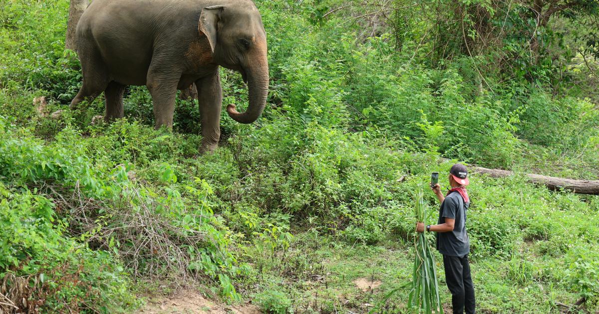 Thaïlande : la polémique enfle autour du propriétaire d’un zoo qui refuse l’entrée aux Israéliens