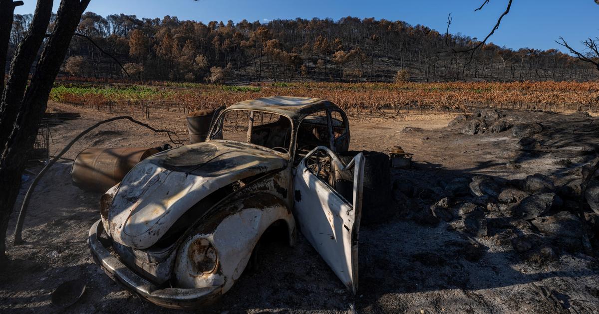 « Le moral n’est pas bien beau » : après le gigantesque incendie du Var, des vendanges précoces « au goût amer »