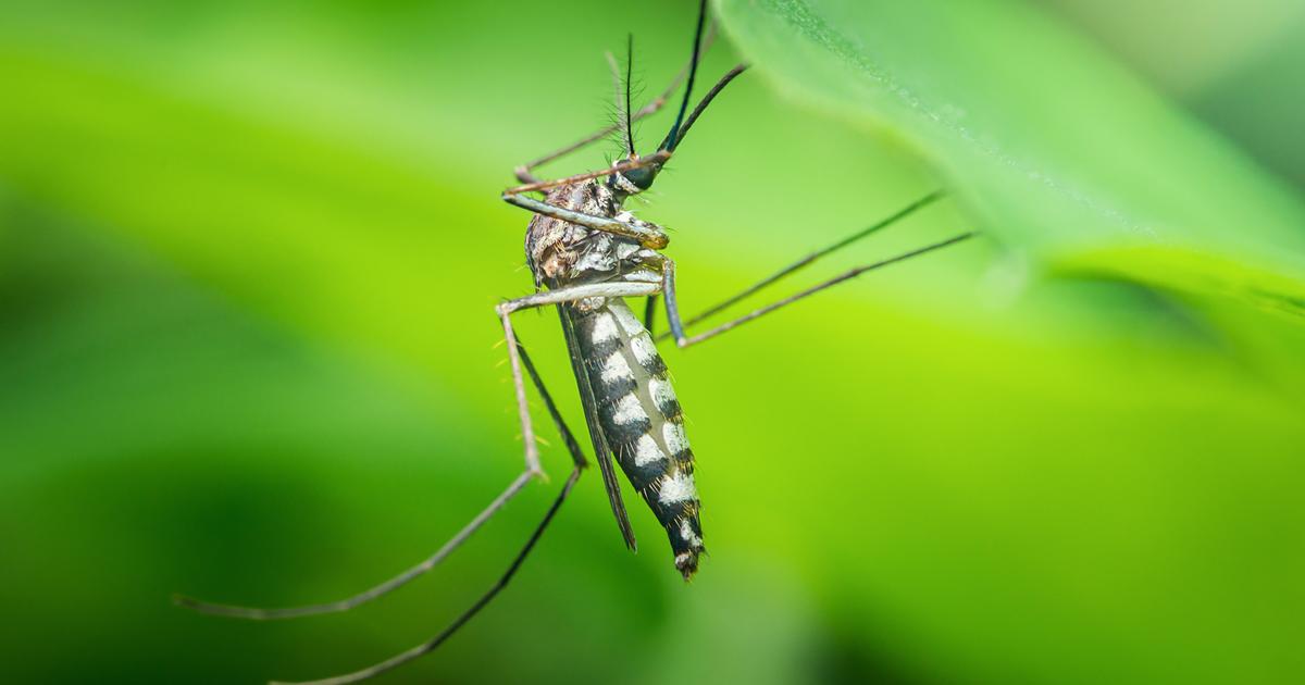 Chikungunya : une vingtaine de cas autochtones désormais identifiés en métropole