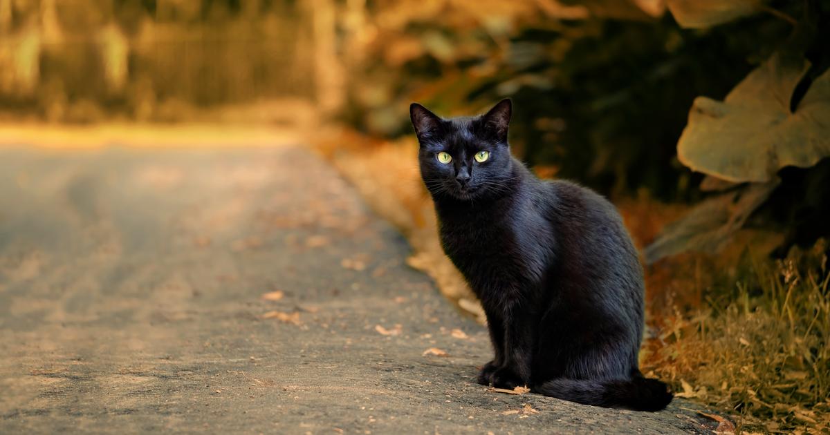 Ils vivent depuis dix jours sur une aire d’autoroute pour tenter de retrouver leur chatte échappée