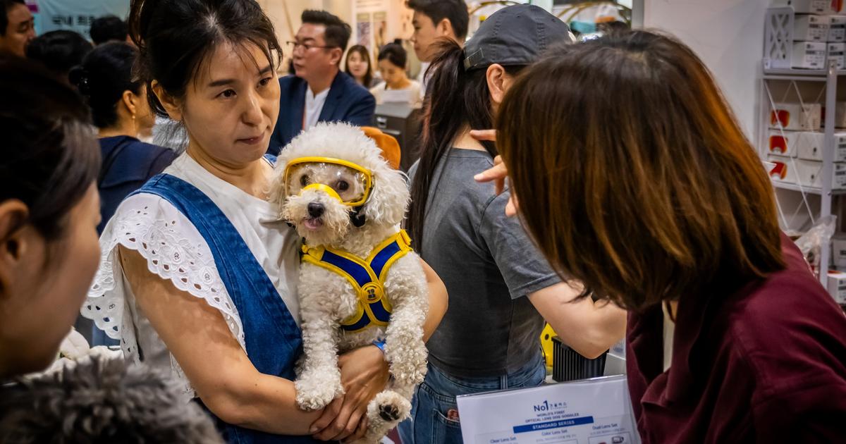Restaurants canins, poussettes pour chien, et même... service funéraire : à Séoul, le « grand remplacement » par les toutous