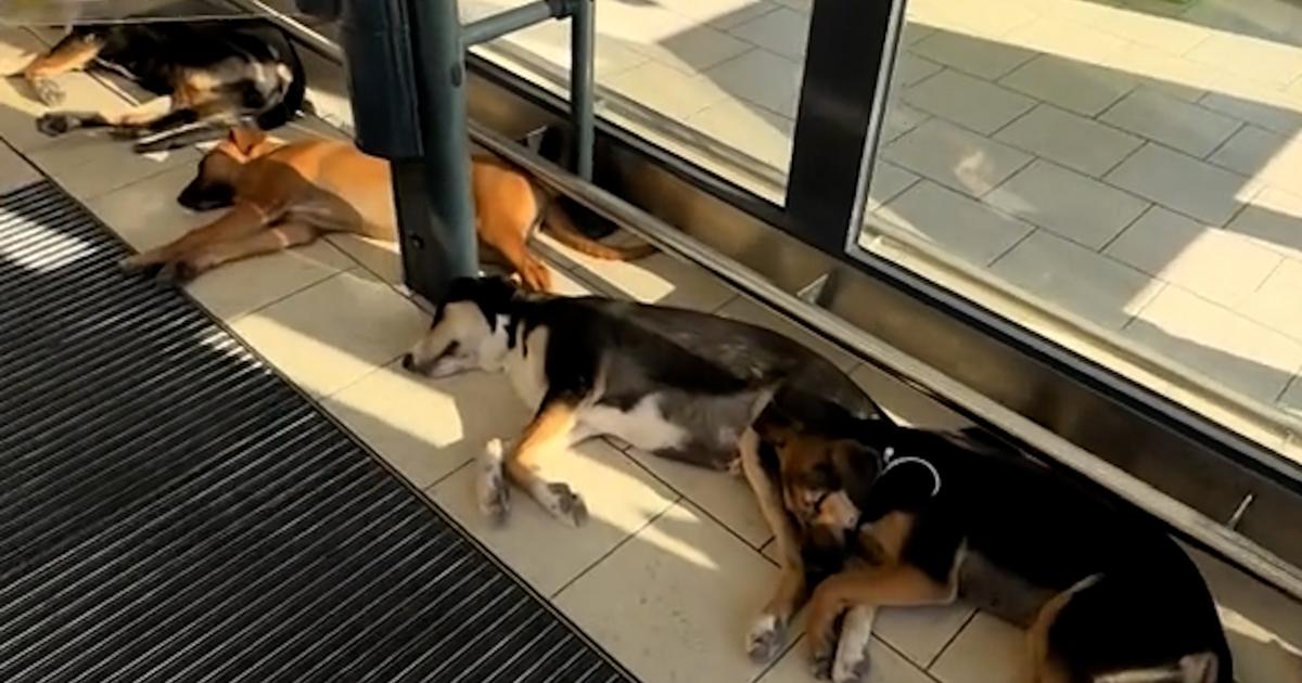 Italie : des chiens errants accueillis dans un supermarché sicilien pendant la canicule