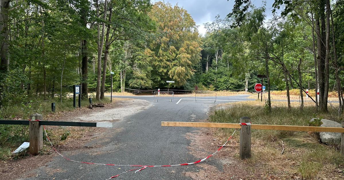 Forêt de Fontainebleau : une réouverture progressive dès ce samedi