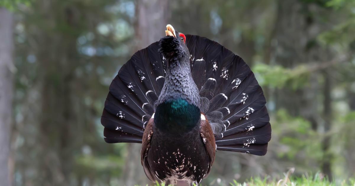 Réintroduit dans les Vosges en 2024, le plus grand oiseau sauvage d’Europe a enfin réussi à se reproduire