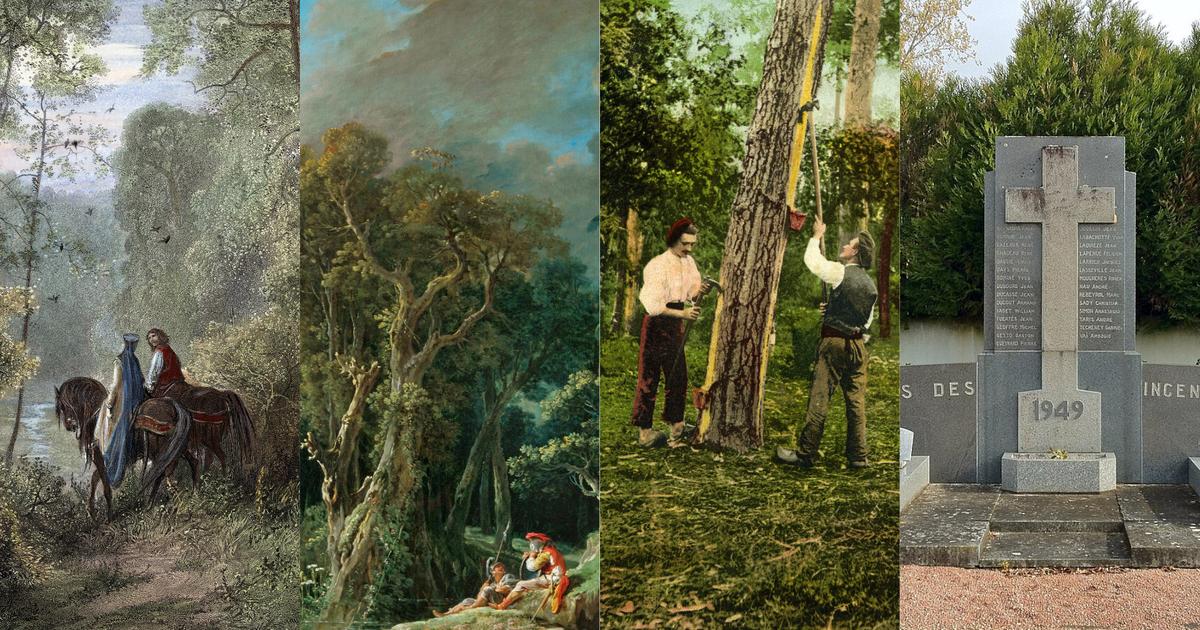 Incendiées, admirées, disputées : l’histoire méconnue des forêts françaises, ce trésor précieux et menacé