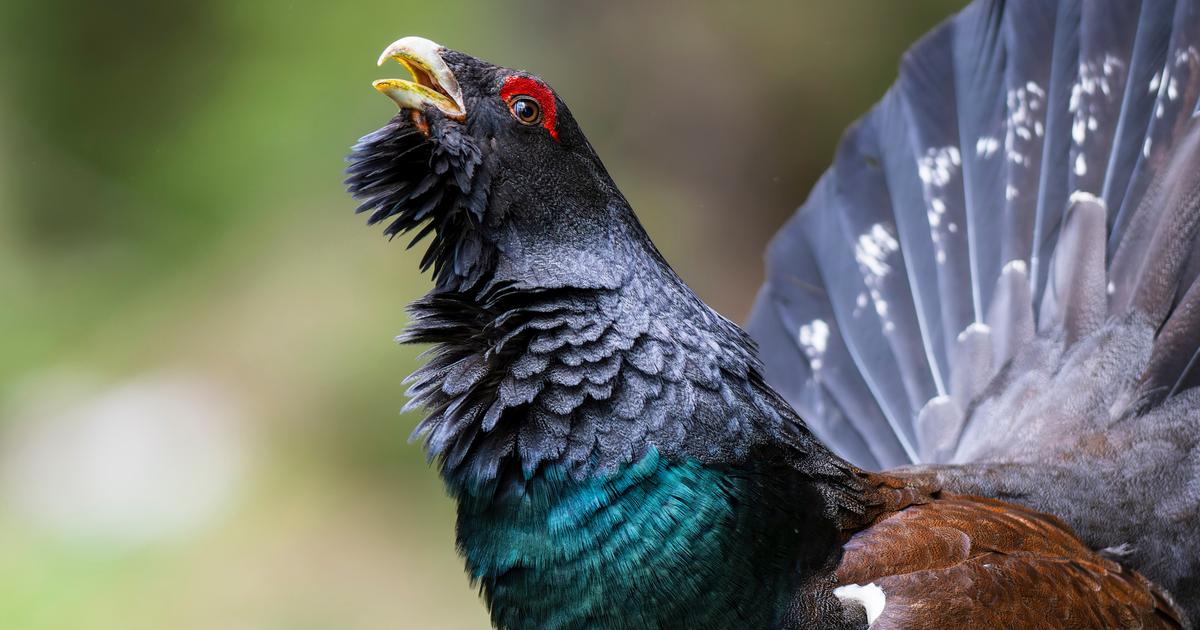 Le gouvernement annonce la fin de la réintroduction du grand tétras dans les Vosges en 2029, les opposants ne veulent pas attendre