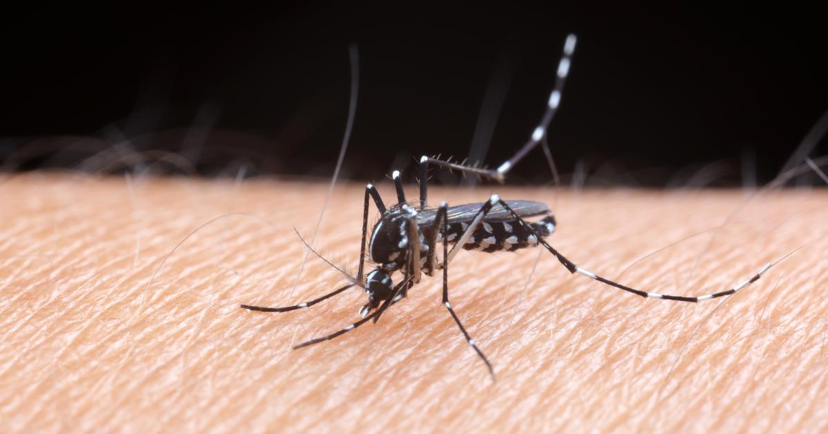 «Il peut transmettre une cinquantaine de virus» : dengue, chikungunya, Zika… Le danger grandissant du moustique-tigre en métropole