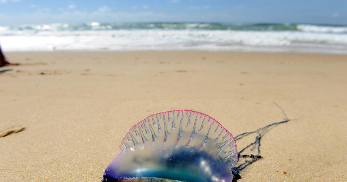 Méduses, physalies et microalgues : quand le réchauffement de l’eau favorise les espèces toxiques et venimeuses