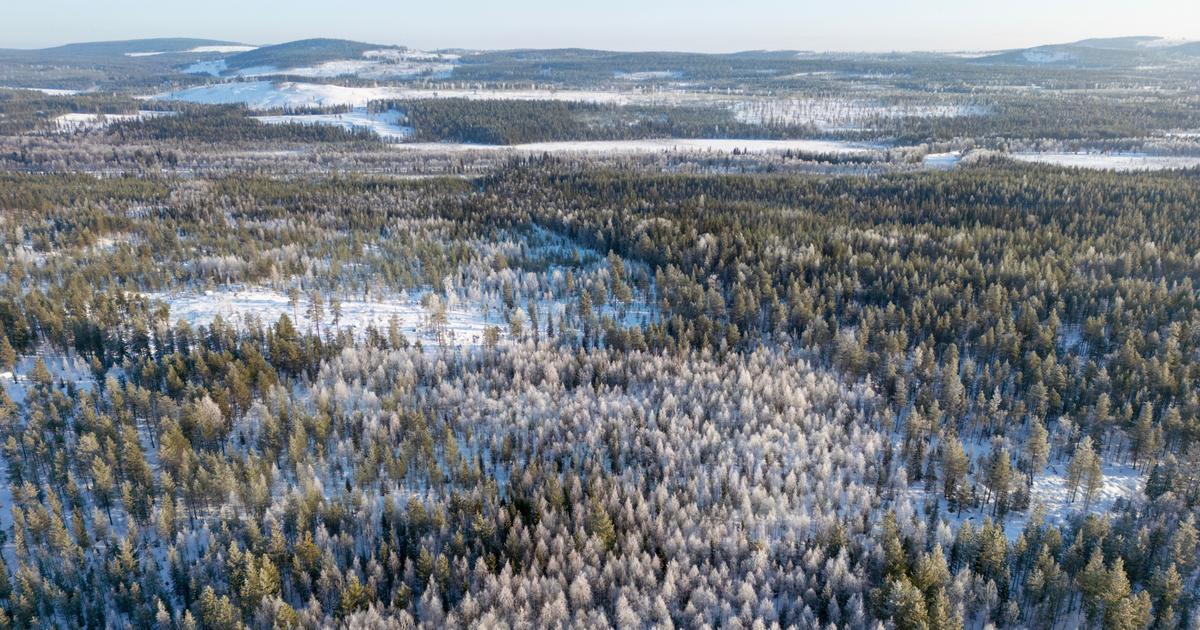 Neutralité carbone, architecture... La Suède défend les atouts de ses forêts contre l’Europe