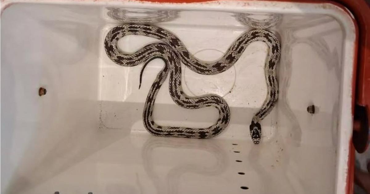 Frayeur pour les clients d’une terrasse lyonnaise, surpris par un serpent roi de Californie