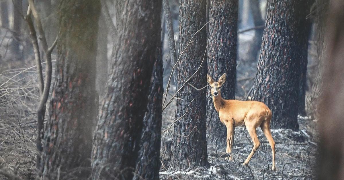 Feux de forêts : le mauvais procès fait aux chasseurs