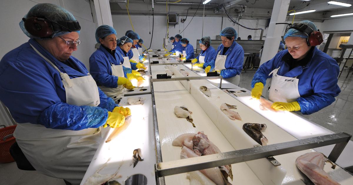 En Islande, la pêche est la « ligne rouge » pour les opposants à l’éventuelle adhésion à l’Union européenne
