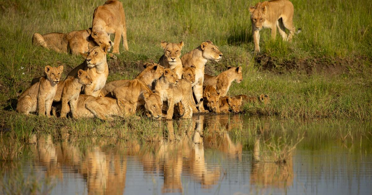 Lion (Disney+) : itinéraire d’un jeune roi de la jungle