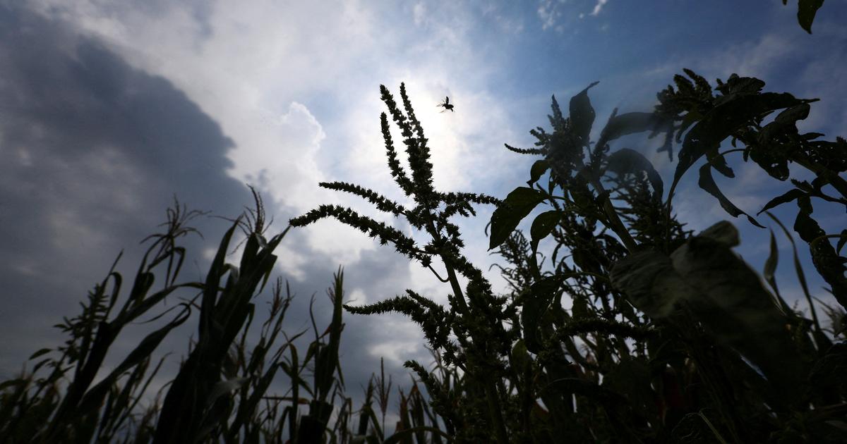 Agriculture : la sécheresse et les guerres font bondir les prix alimentaires, alerte la FAO