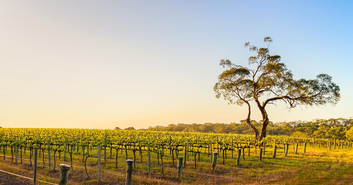 Notre sélection de 30 vins du monde exceptionnels et disponibles en France
