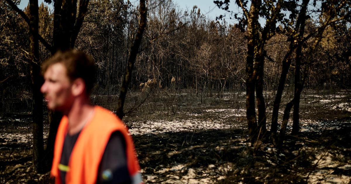 “A Ticking Time Bomb”: After the Massive Wildfire, Foresters in Southwest France Fear Another Disaster
