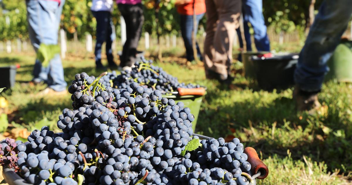 Vendanges en France : plus petite récolte depuis 70 ans, selon les premières estimations - Le Figaro Vin