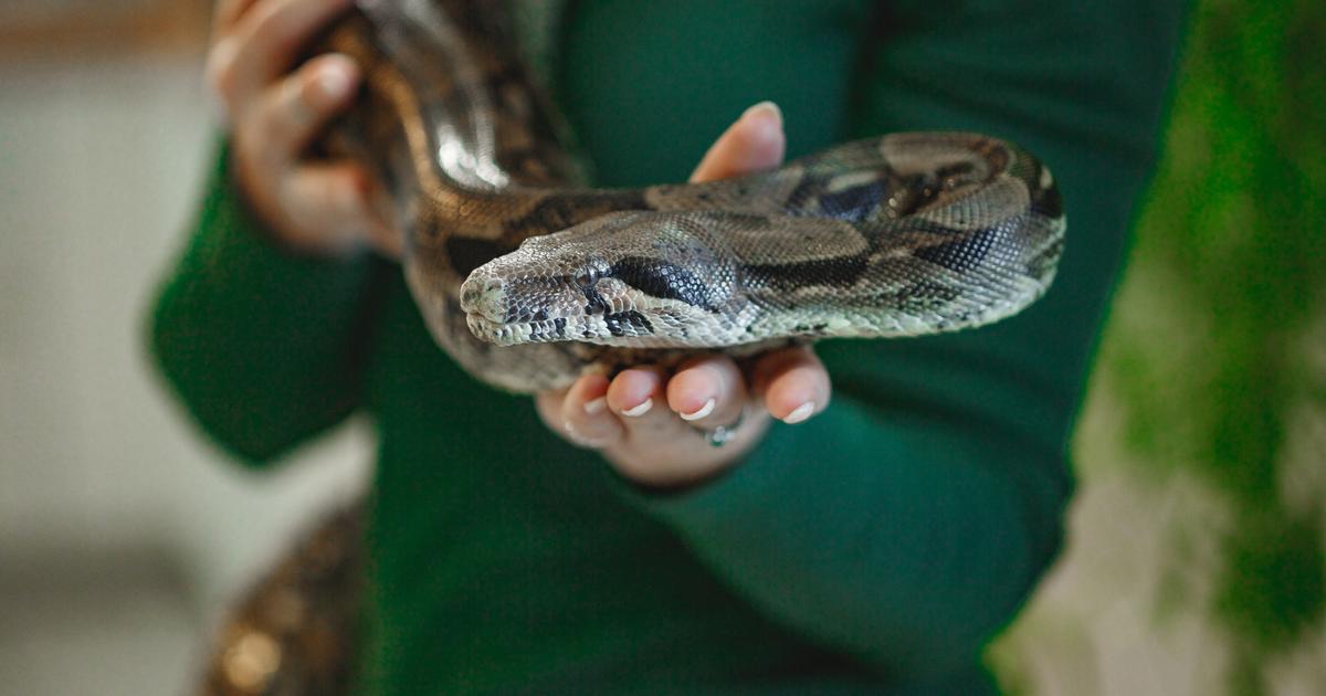 En Haute-Saône, ce couple détenait sans «aucune qualification» dix reptiles dont un python royal et plusieurs boas