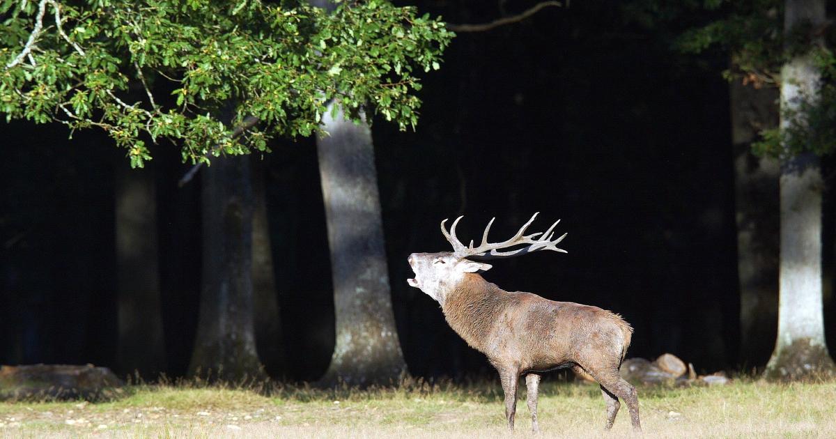 « Slow TV » sur France.tv : chaleur oblige, Le Brame du cerf déjà de retour