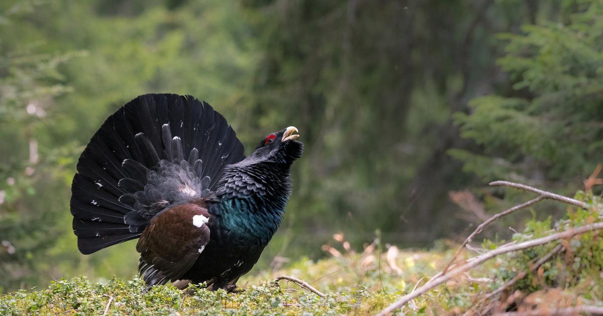 Un arrêté protège le lagopède alpin et le grand tétras, interdisant leur chasse en France.