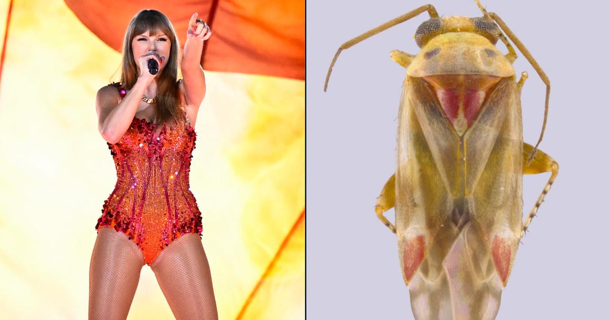Taylor Swift partage dorénavant sa gloire avec une nouvelle famille de punaises australiennes