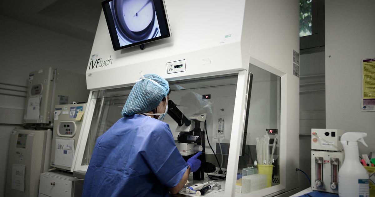 «Ah, c’est magnifique de voir les embryons !» : dans les coulisses d’un labo de FIV, dernière étape médicale de l’infertilité
