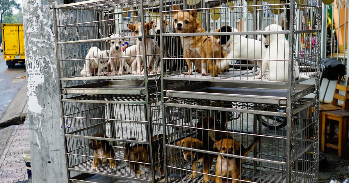 La Fondation 30 millions d'amis exige l'interdiction des salons du chiot après une enquête pour maltraitance animale.