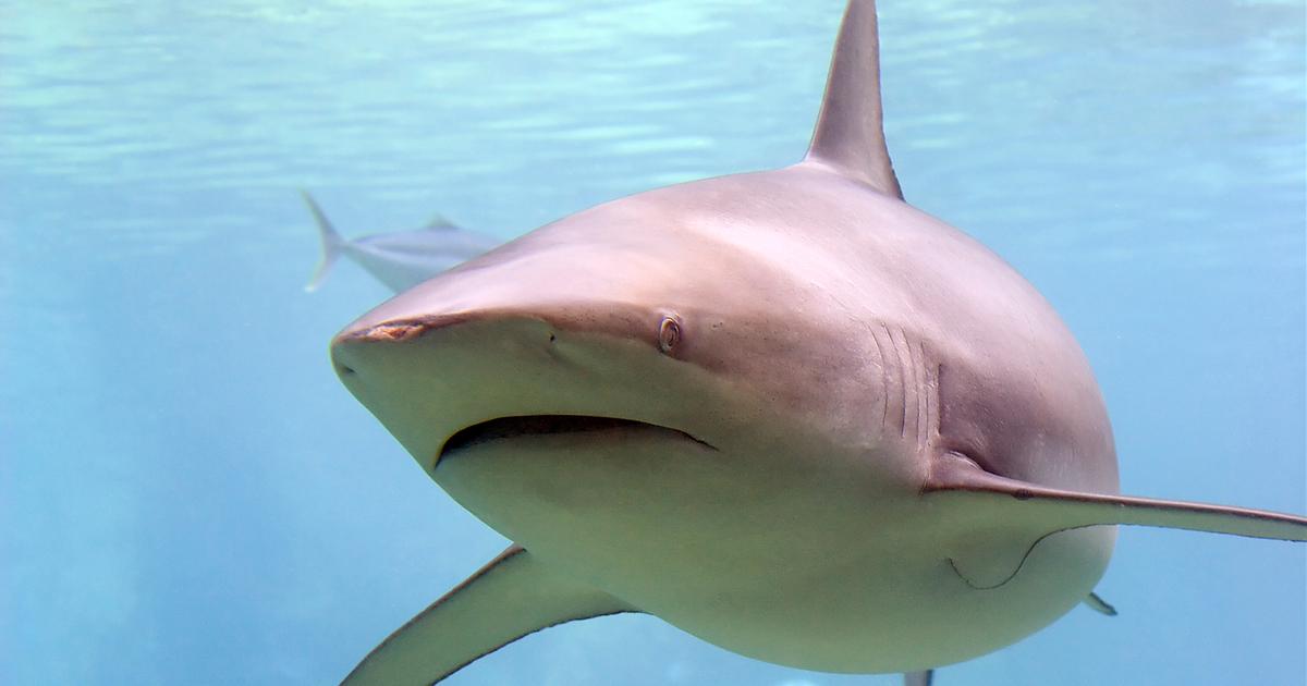«C’était comme une scène des Dents de la mer» : l’homme attaqué par un requin lundi en Australie est décédé