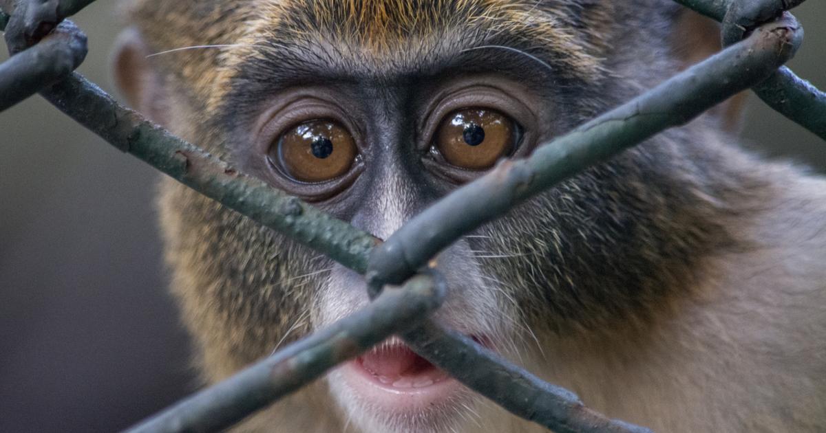 «Les gens fortunés les gardent chez eux ou dans leurs fermes» : ce pays est en passe de devenir la plaque tournante du trafic d’animaux