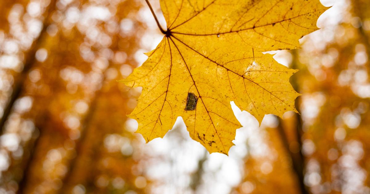 Pourquoi le passage à l’automne se fait cette année le 23 septembre