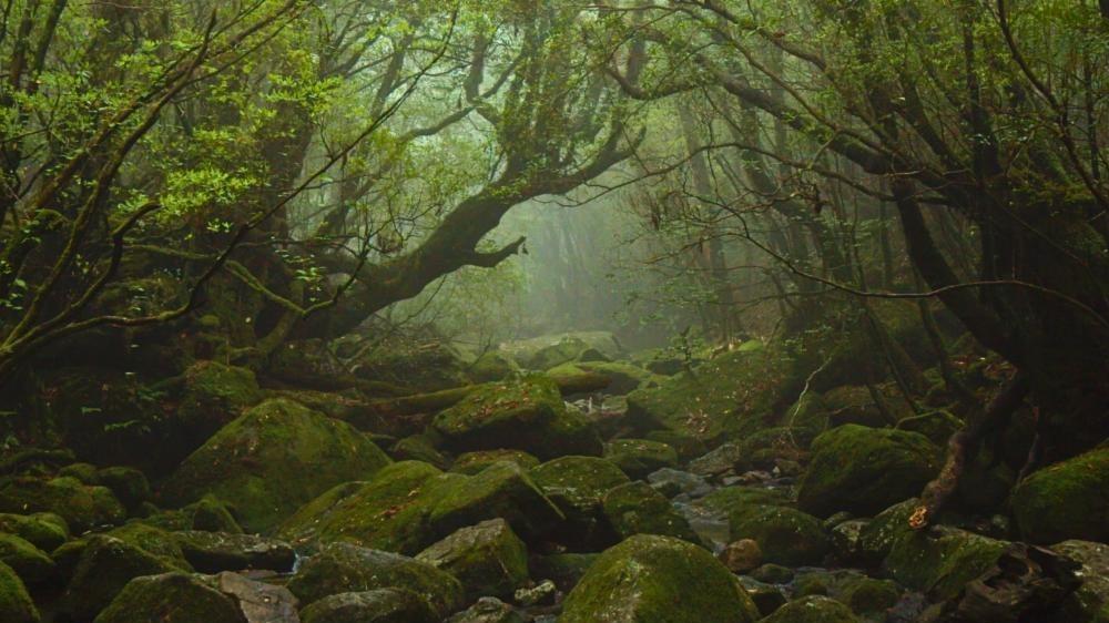 Yakushima, la forêt enchantée (Arte): l’île japonaise au goût de paradis de la biodiversité