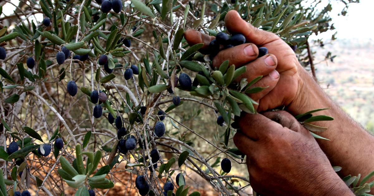 Une plainte déposée à Paris contre l’armée israélienne, après l’arrachage d’oliviers centenaires au Liban