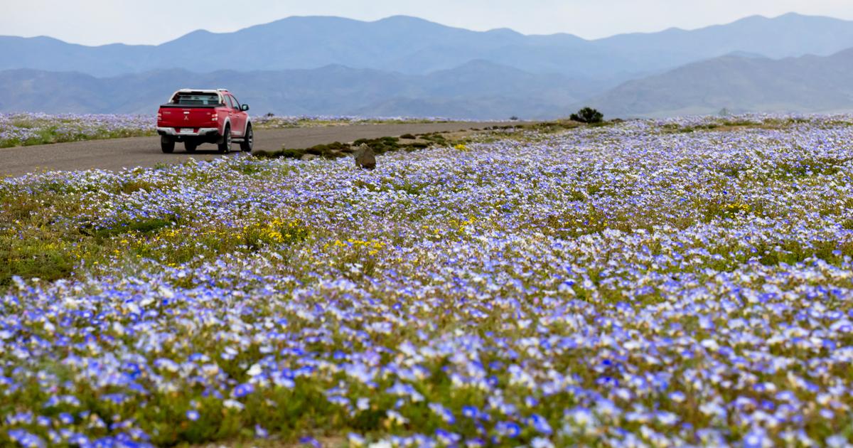 Un épisode de «désert fleuri» d’une intensité rare : à Atacama, les pluies d’El Niño provoquent une floraison exceptionnelle