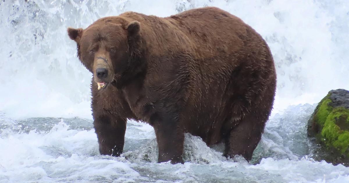 «Fat Bear Week» : les Américains appelés aux urnes pour élire l’ours le plus gras d’Alaska