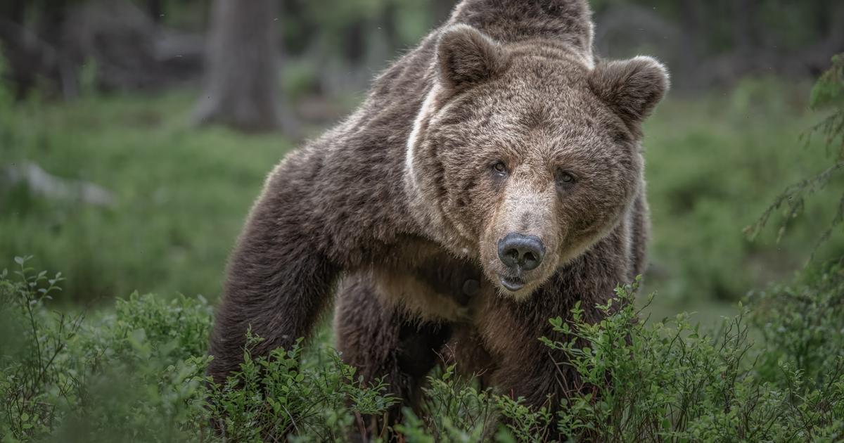 Un bûcheron blessé à mort par un ours au cœur de la forêt russe