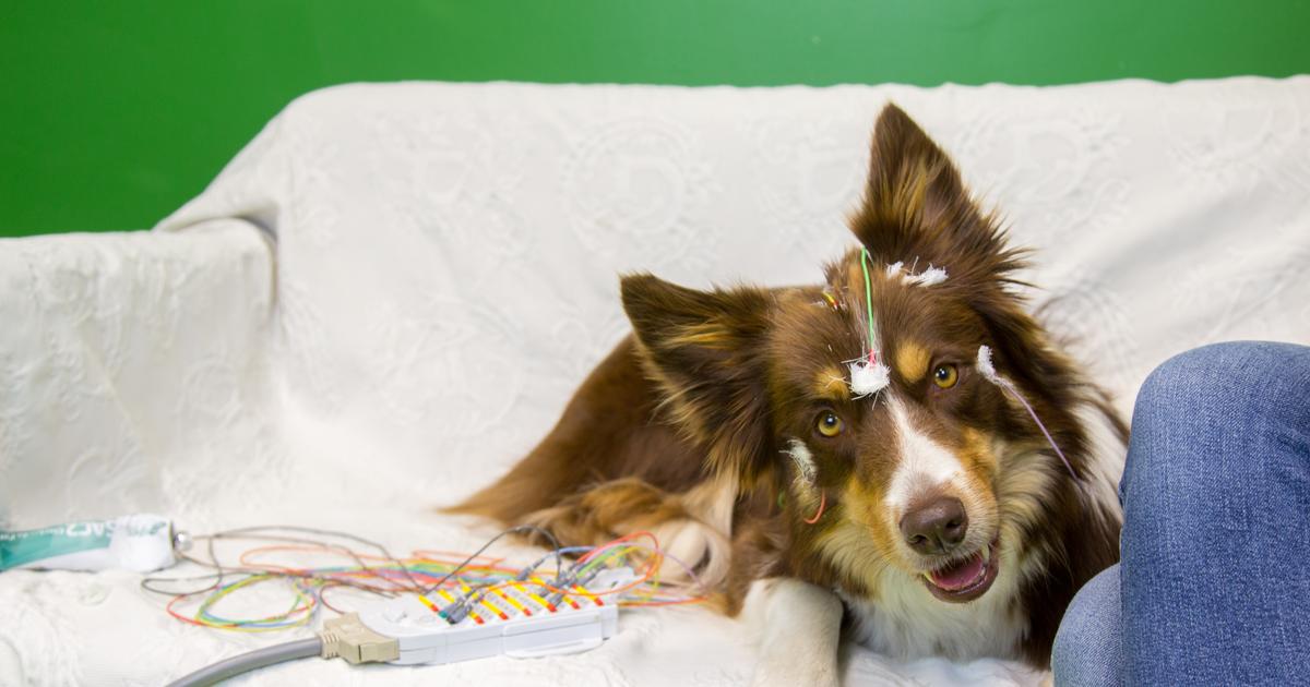 Comme celui de l’homme, le cerveau du chien préfère les consonnes