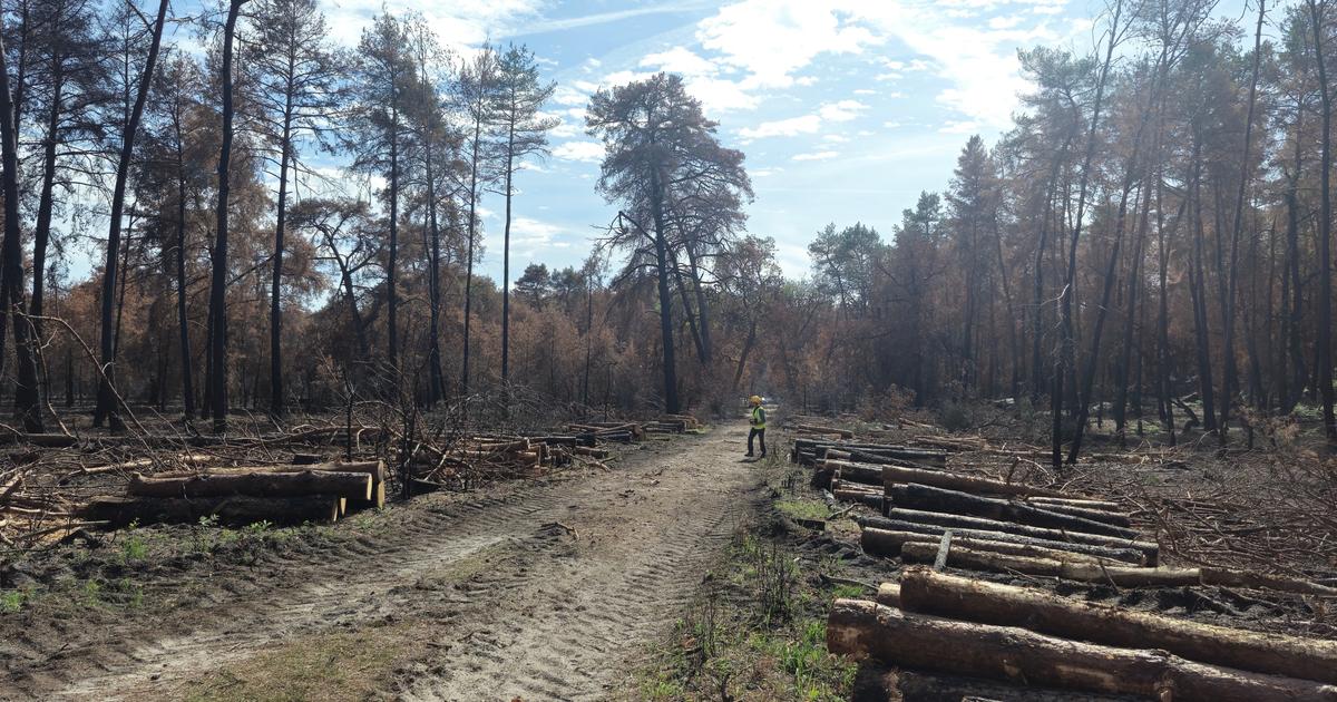 «Quelque 10 % des arbres ont cramé, mais 90 % ont soif» : la forêt de Fontainebleau se remet tout doucement des incendies de l’été