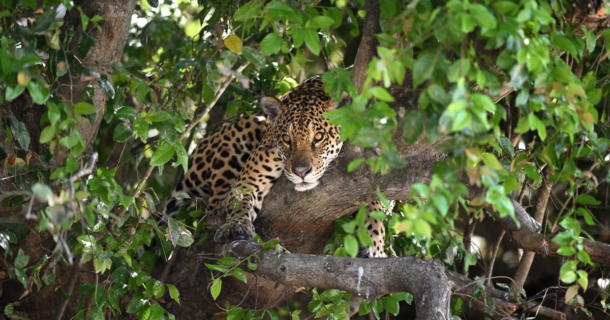 Jaguars en liberté, pas de tir et salle Jupiter : une étonnante plongée au cœur du Centre spatial guyanais