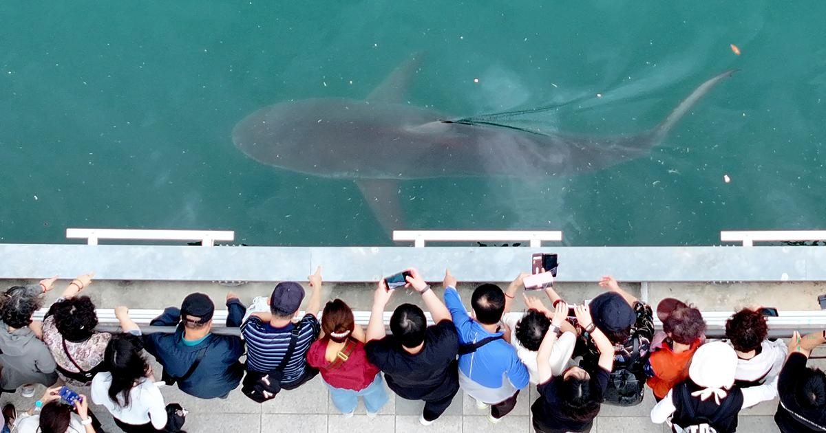 Un requin de 3,5 mètres coincé dans un canal fait bondir l’action d’une entreprise de 7%