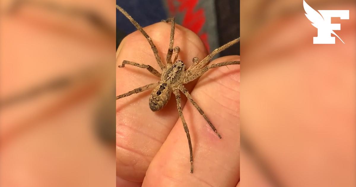 Zoropsis spinimana spider expands range and settles in France