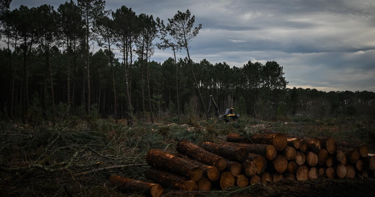 « Le bilan est inquiétant » : sécheresses à répétition et maladies fragilisent la forêt française