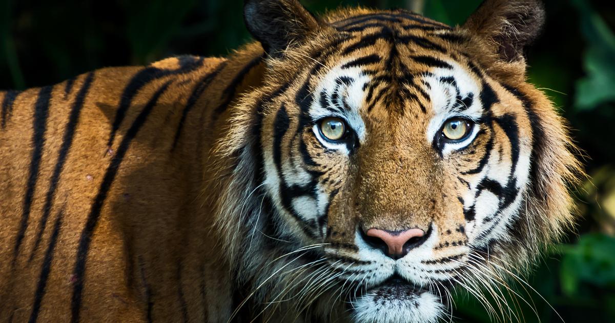 Le déclin des espèces vivantes se poursuit, mais quelques indices sont très positifs