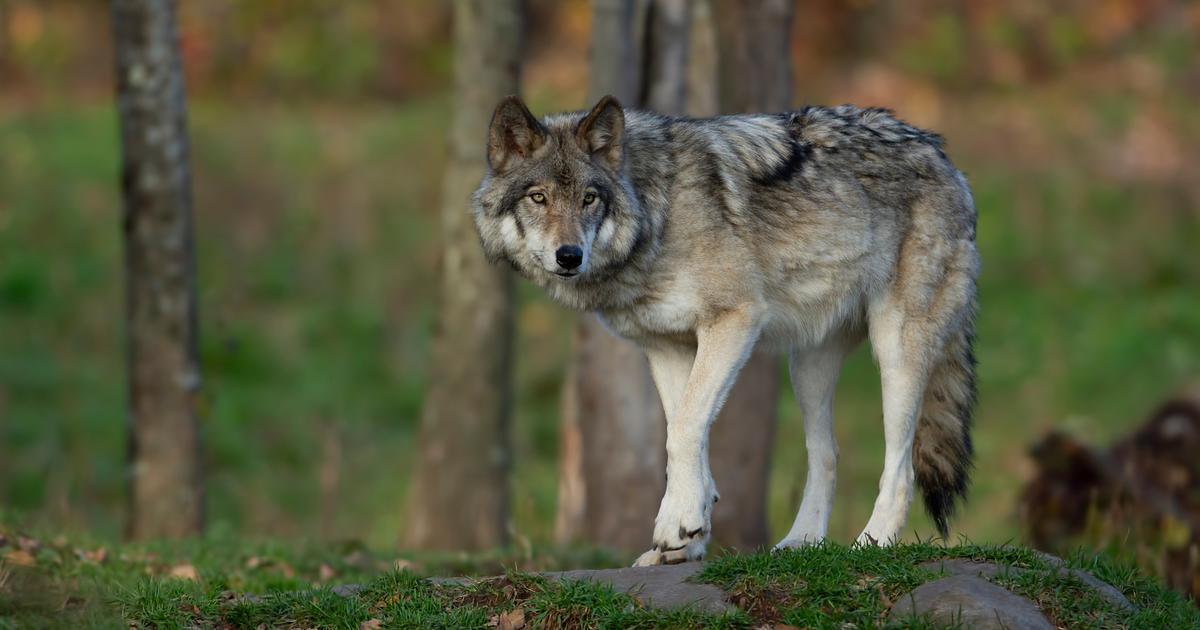 Recherché pour avoir attaqué deux personnes, un nouveau loup vient d’être capturé en Grèce