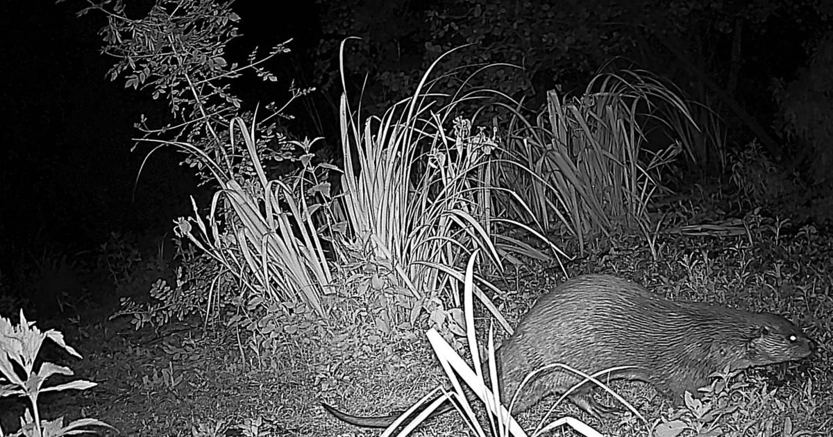 Autour de Nantes, les loutres font leur retour grâce à un nouveau sanctuaire de biodiversité