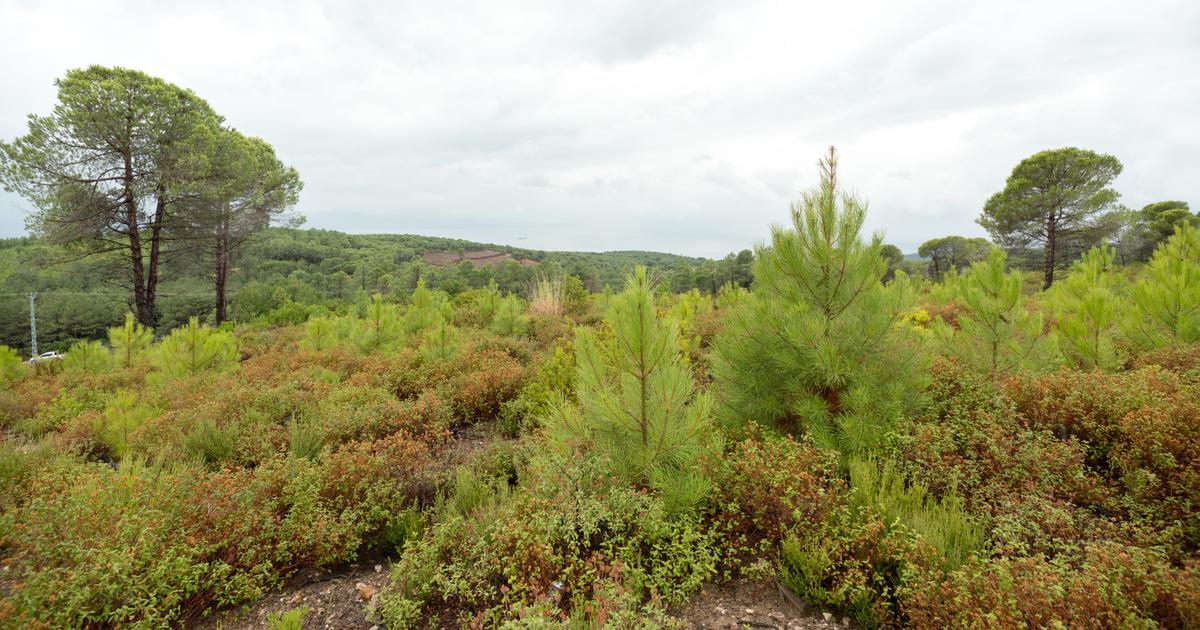 En Turquie, les forêts françaises se préparent à l’épreuve du climat de demain