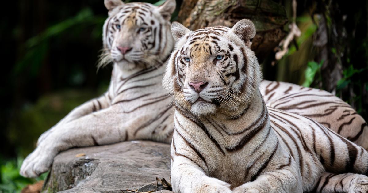 Royaume-Uni: un homme mortellement blessé par un tigre dans un zoo