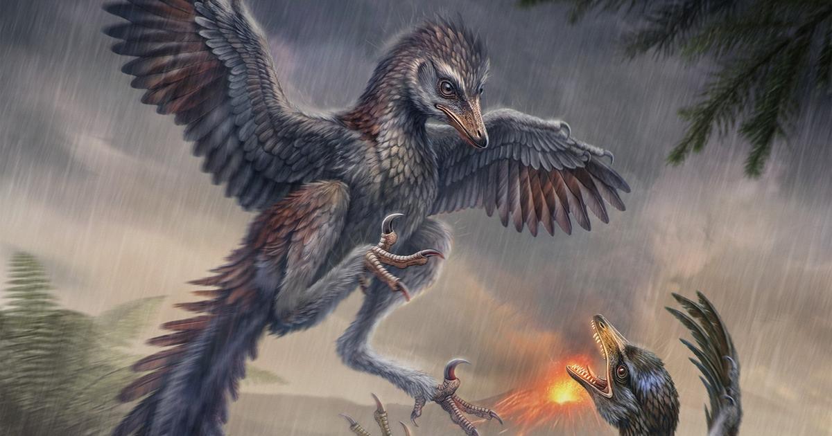 Vieux d’environ 150 millions d’années, cet étrange oiseau du Jurassique qui ne volait pas