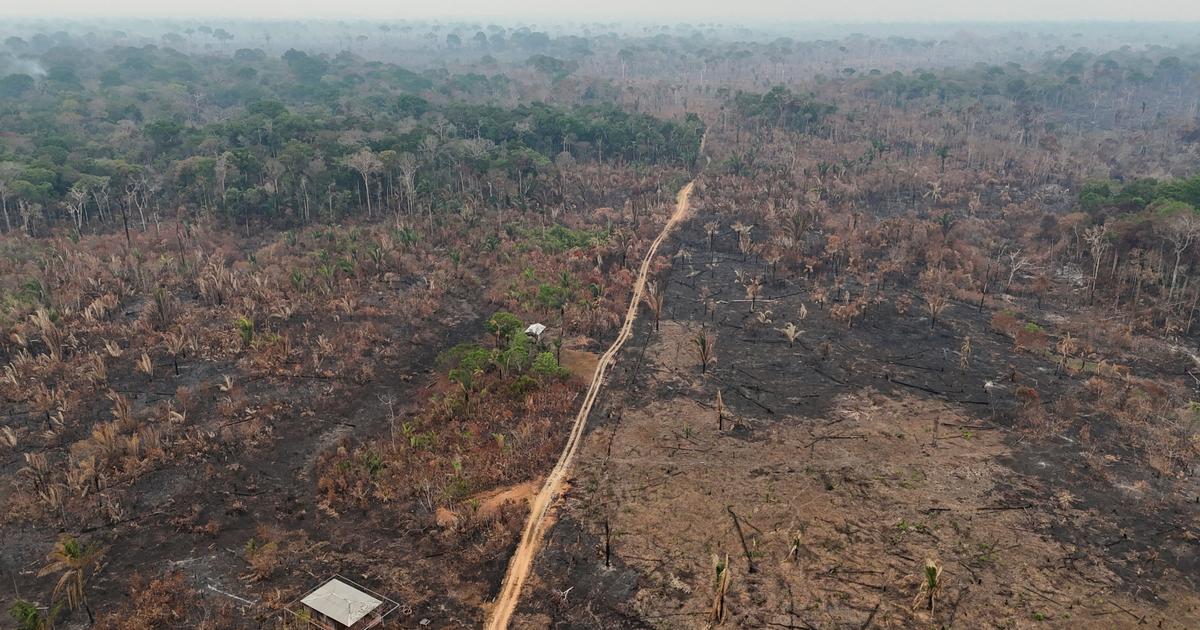 La déforestation a reculé de 15% en 2025 dans le monde, mais pas en Afrique centrale