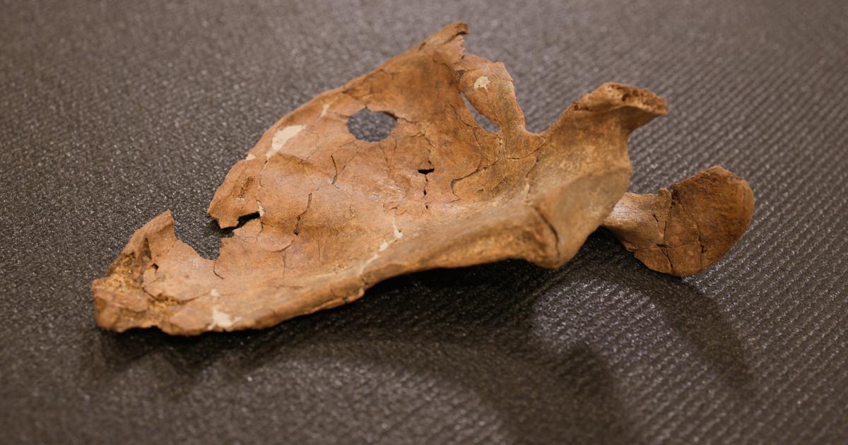 Un individu tué d’un coup de lance il y a 75 000 ans au Kurdistan pourrait constituer le plus ancien homicide par arme répertorié