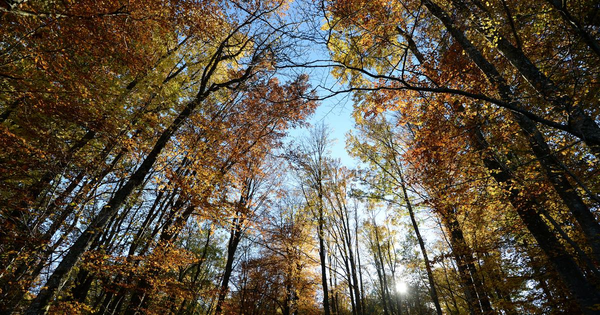 «L’amour est aveugle, les promeneurs non» : une commune des Vosges prend des mesures pour lutter contre les ébats sexuels en plein air